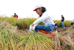 写真：手際よく刈り取った稲を、わらで作った紐で縛る女子児童