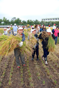 写真：重そうに稲を運ぶ児童たち