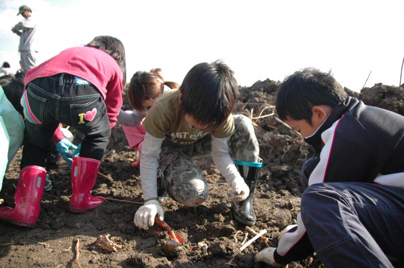 掘りにくい土に悪戦苦闘する児童たち