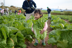 写真：白菜を抱え込む女の子