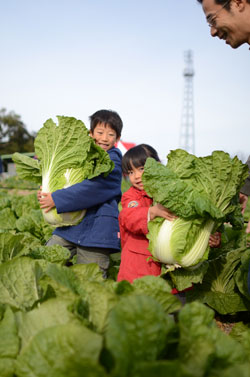 写真：どっちの白菜が大きいかな？