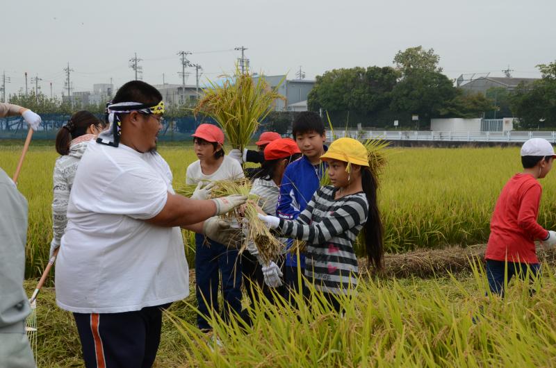 刈り取った稲を運ぶ児童2