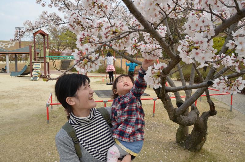 桜に興味津々の子ども