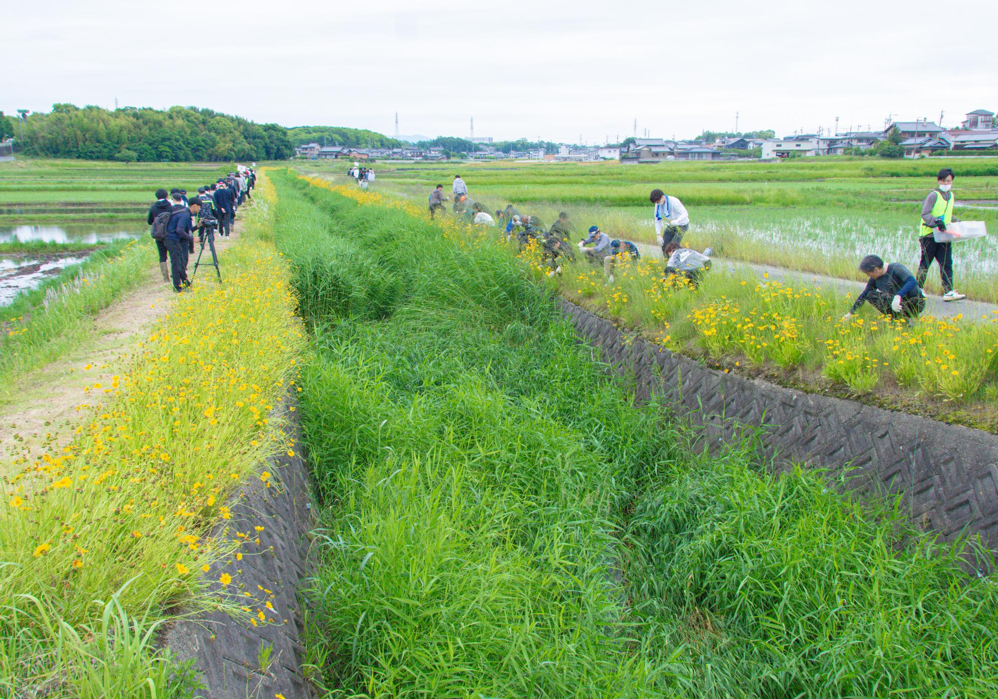 駆除前の河川敷の様子