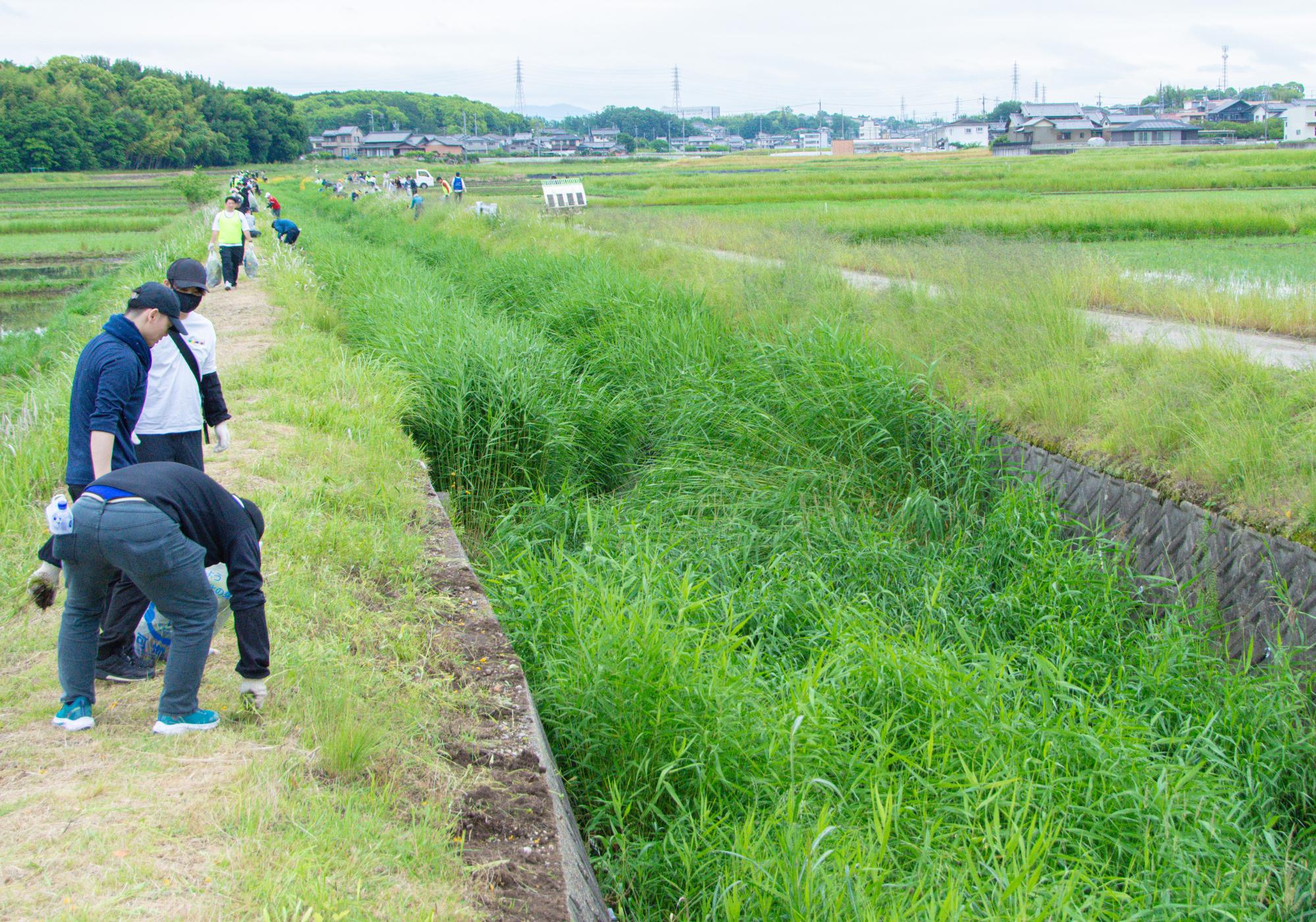 駆除後の河川敷の様子