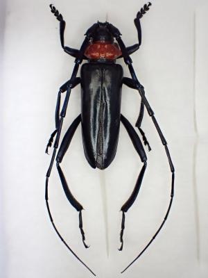 出典:愛知県ウェブページ