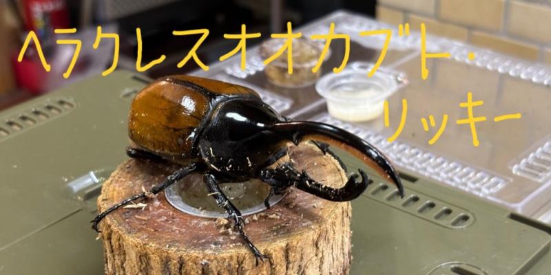 ヘラクレスオオカブトリッキーの文字と切り株の上に乗っているカブトムシの写真