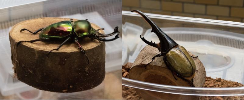 タマムシのように輝く体と、上向きに反った大顎があるニジイロクワガタと大きな角があるヘラクレスオオカブトの写真