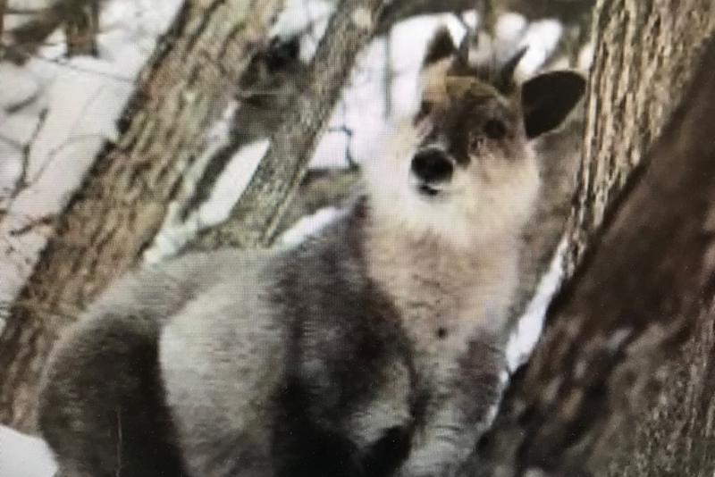 体は灰褐色、2本の短い角があるカモシカの写真