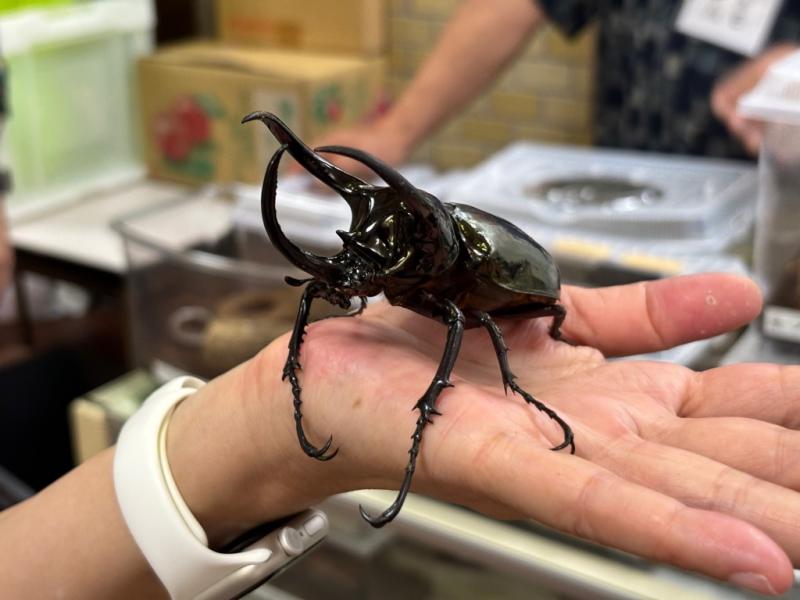 大人の掌の上に乗っている大きなカブトムシの写真