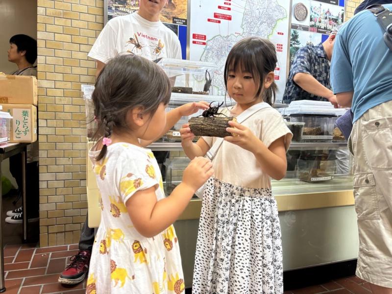 木に乗ったカブトムシを持っている女の子とカブトムシに触れている女の子の写真