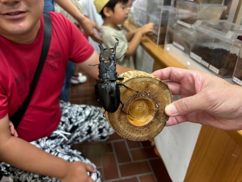 丸い小さな切り株に乗っている大きなクワガタムシの写真