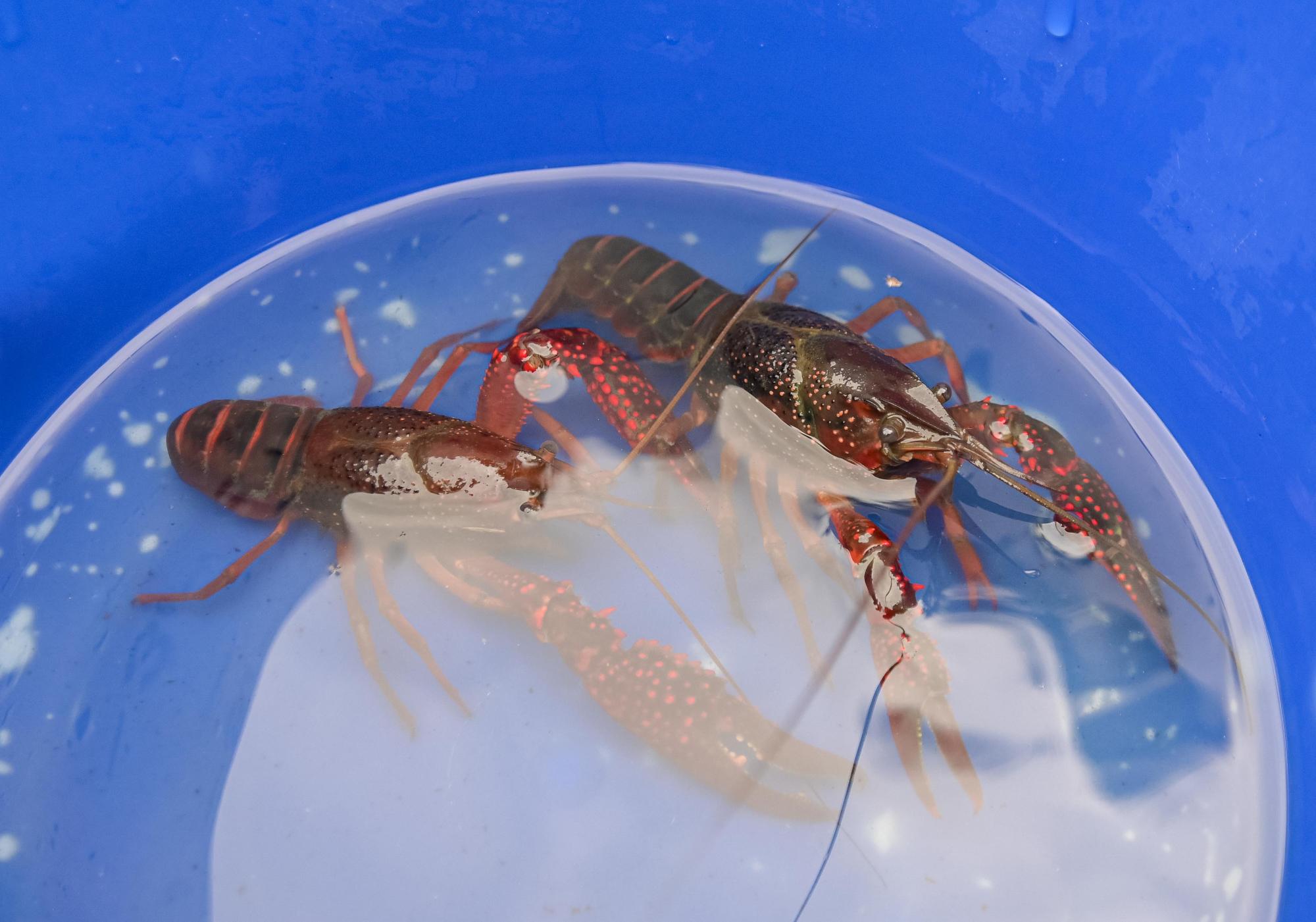 釣れたザリガニの様子