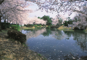 Foto: Sakura Matsuri (Parque Miyoshi) 