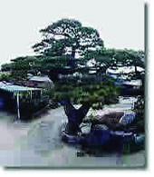 Foto do pinheiro negro japonês