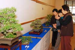 写真：みよし市文化協会盆栽部が主催し、毎年およそ500人が訪れるこの作品展