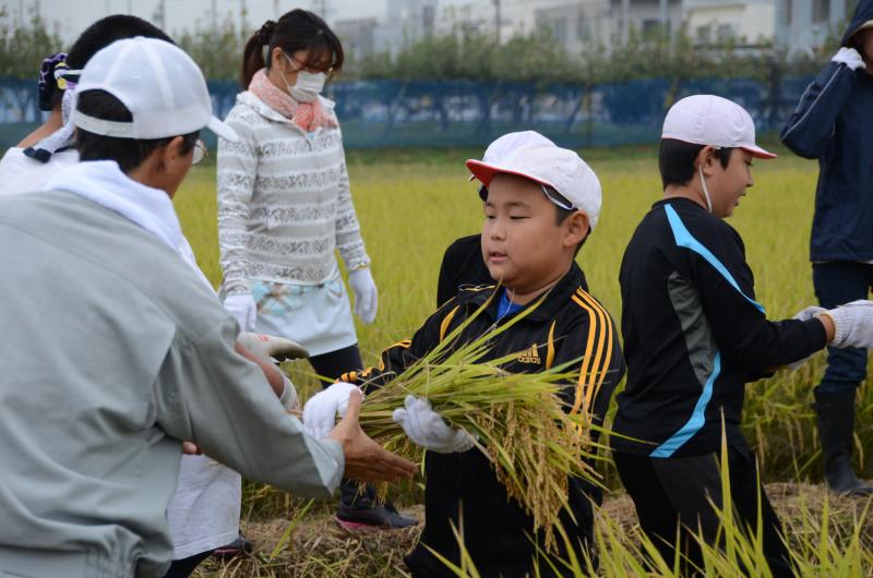 刈り取った稲を運ぶ児童