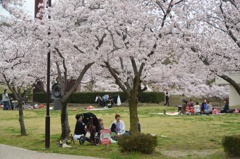 桜の下で食事を楽しむ人たち