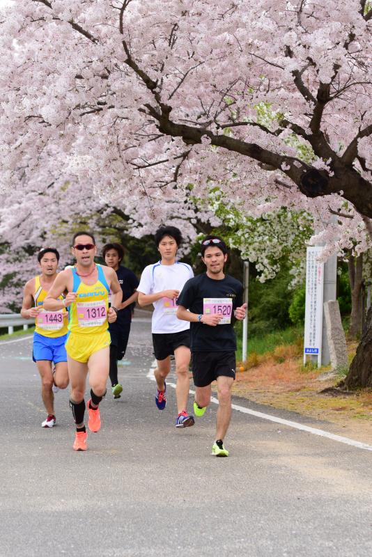 コースは満開の桜に彩られます