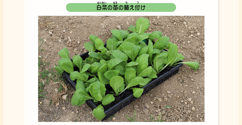 プランターの中にぎっしりと緑の苗が入れられ畑の上に置かれている写真