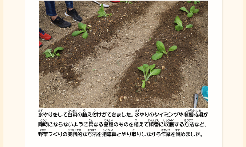 2列に苗が等間隔で植えられ、水がかけられた部分の土の色が濃くなっている畑の写真