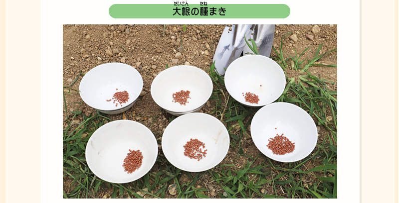 畑に置かれた6つのお皿に種がそれぞれ入れられている写真