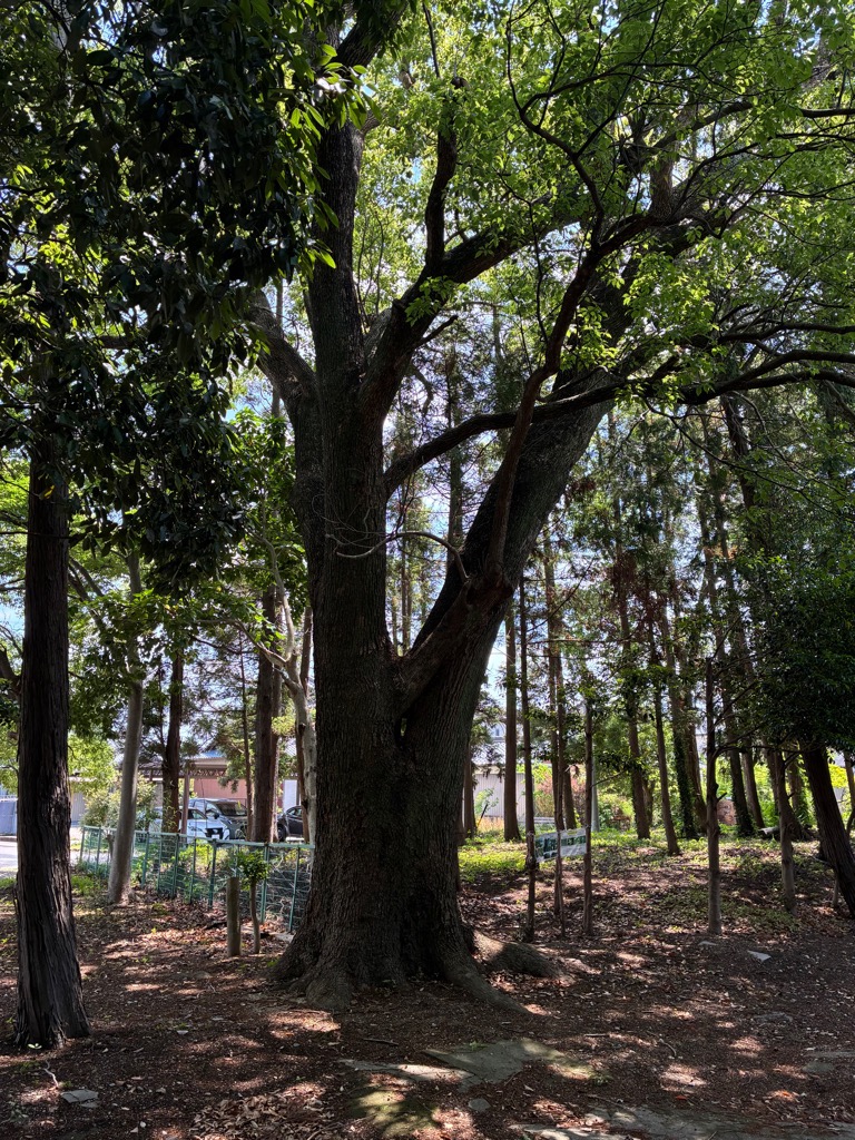 景観重要樹木（クスノキ）