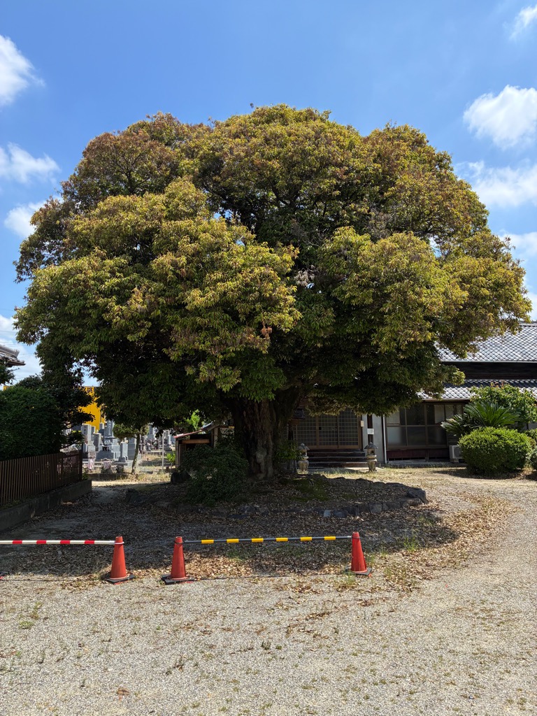 景観重要樹木について／みよし市