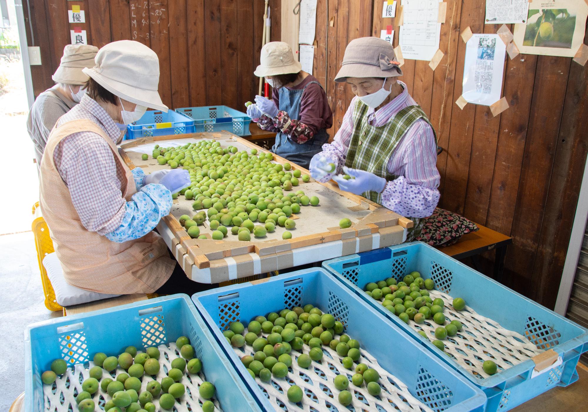 集荷場で梅の実を選別する様子
