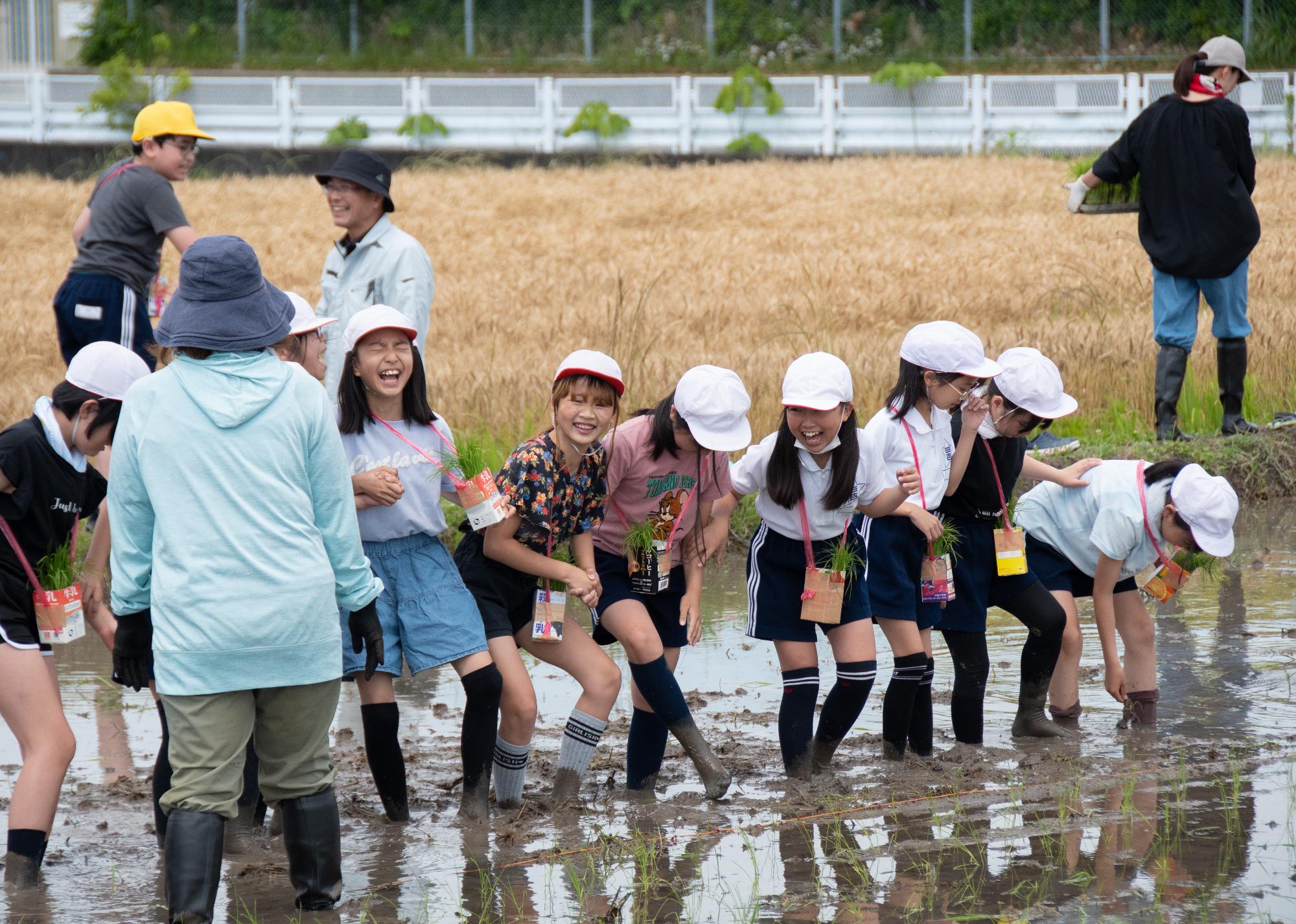 田植えの様子