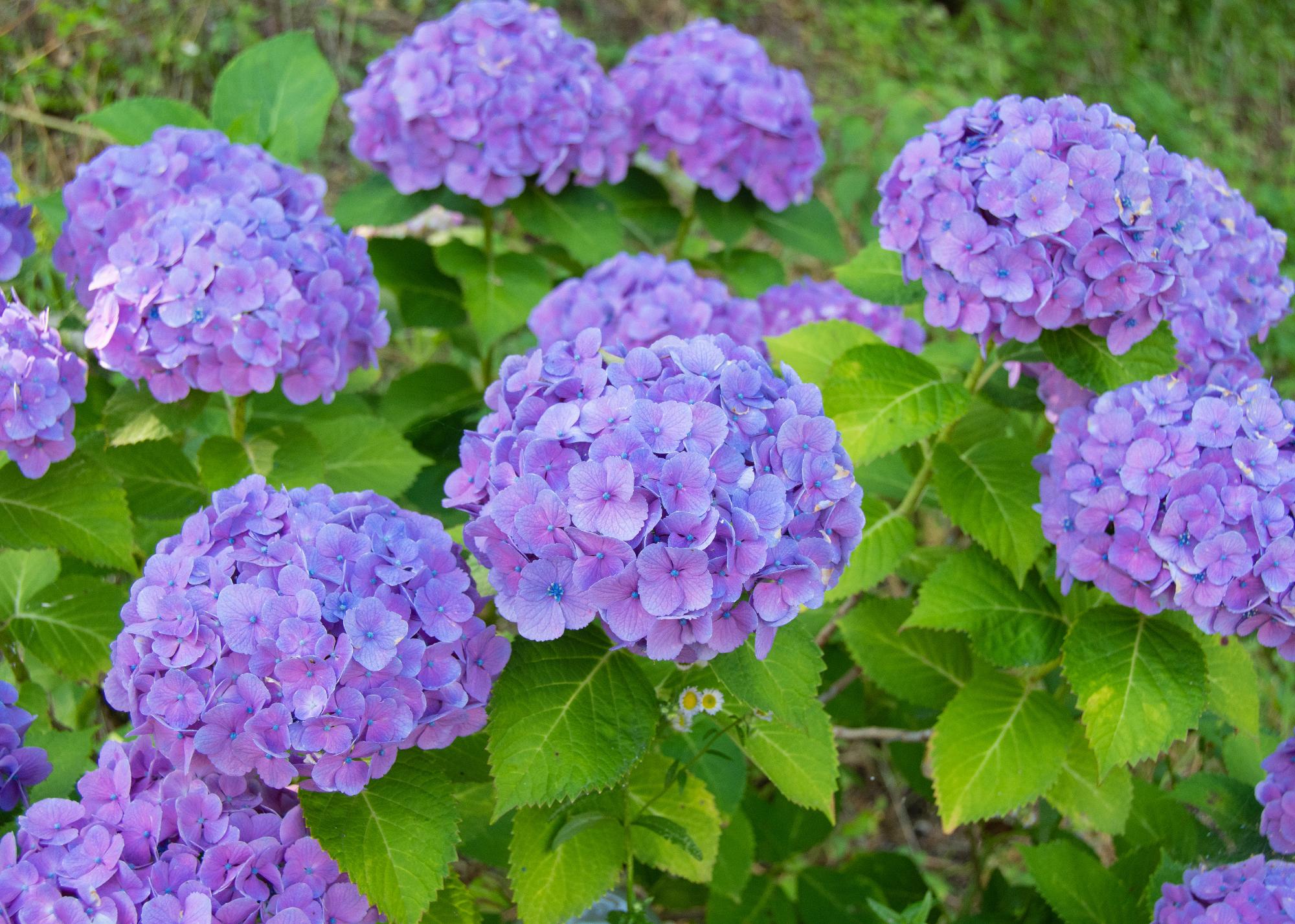 見頃を迎えた紫陽花の様子