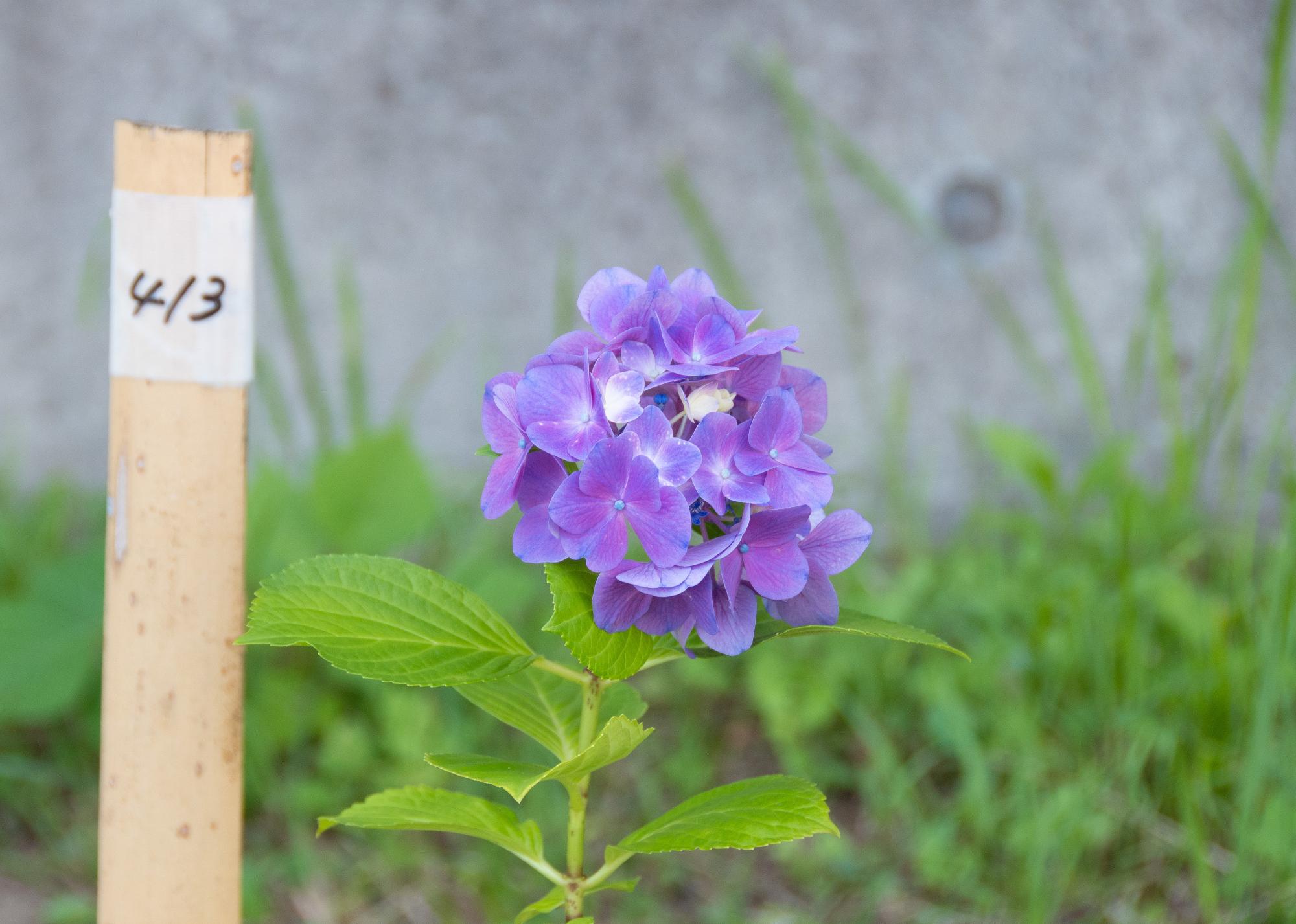 植栽した紫陽花