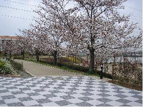 細口公園桜の写真